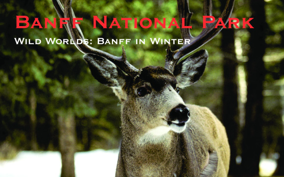 Wild Worlds: Banff, Alberta in Winter