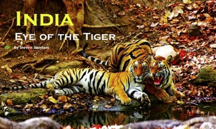 India – Eye of the Tiger