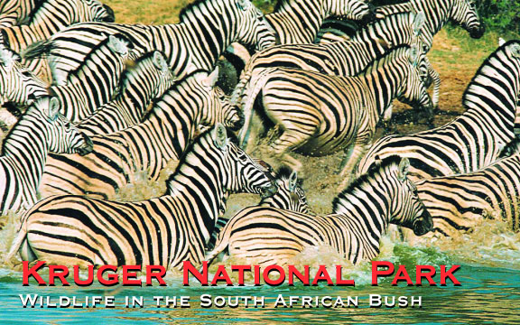 Kruger National Park – Wildlife in the South African Bush