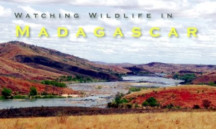Watching Wildlife in Madagascar