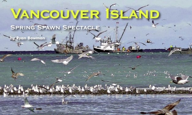 Vancouver Island – Spring Spawn Spectacle