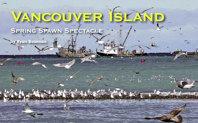 Vancouver Island – Spring Spawn Spectacle