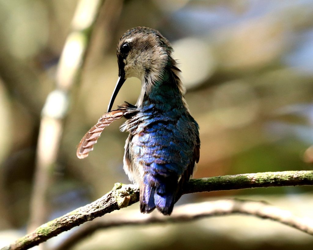 female-bee-hummingbird-preening-her-feathers