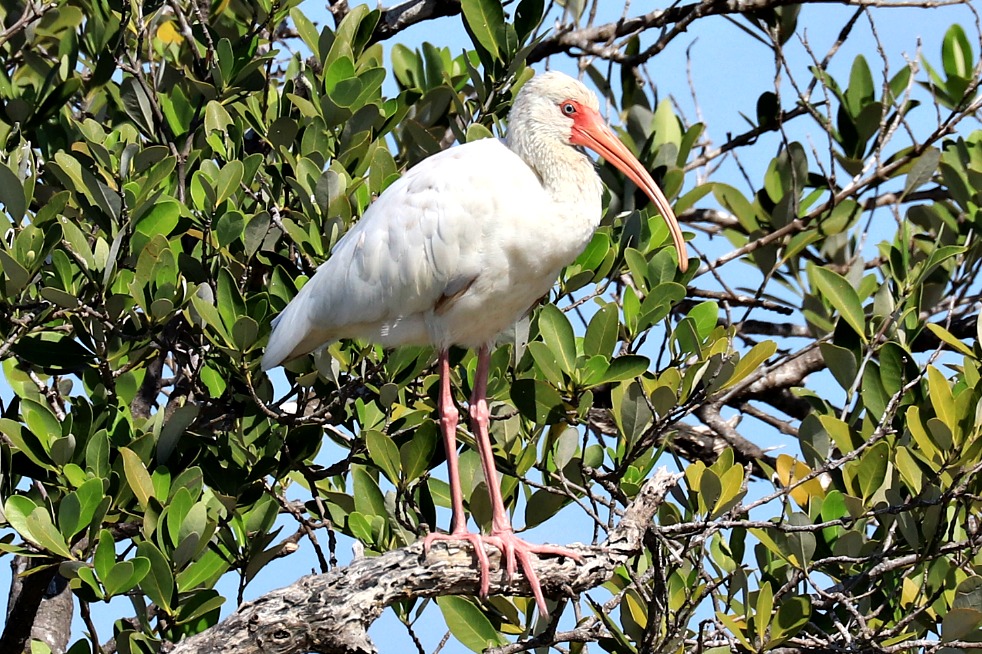 white-ibis