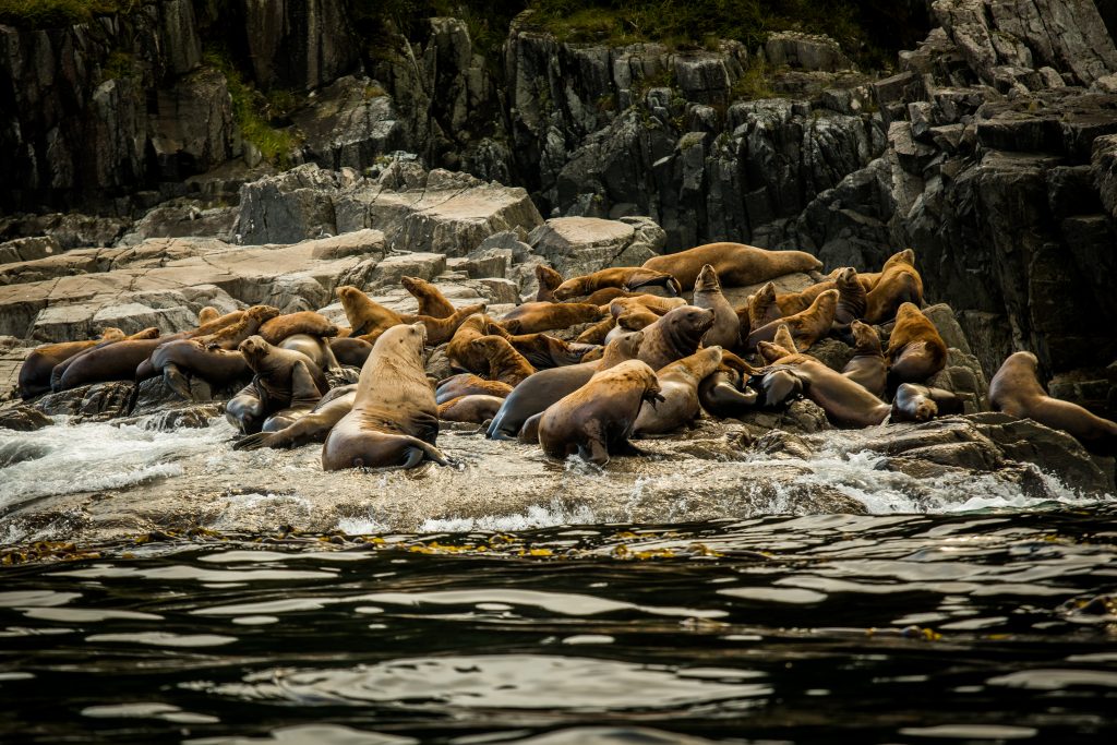 sea-lion-relaxing=-on-the-coast-of-haida-gwaii-british-columbia-canada