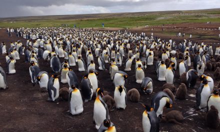 The Falkland Islands, an excursion of a lifetime