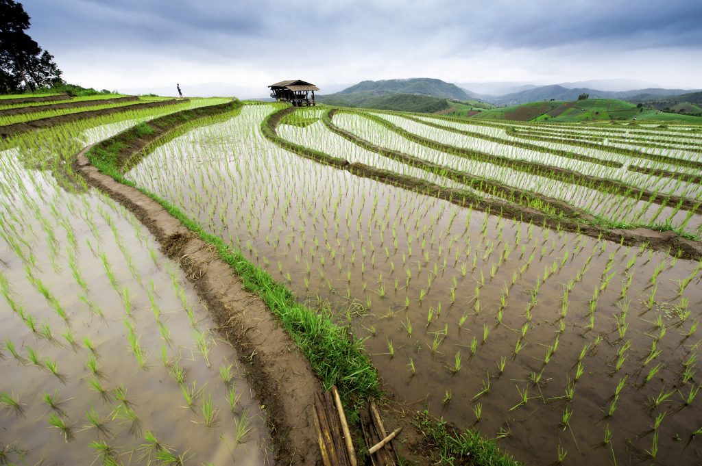 intrepid-travel-thailand-chiang-mai-rice-terrace-paddy-pa-pong-pieng-mae-chaem