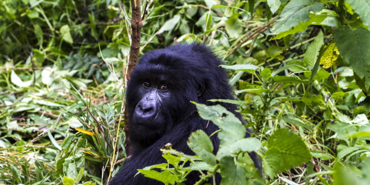 Three New Gorilla Families Habituated In Uganda