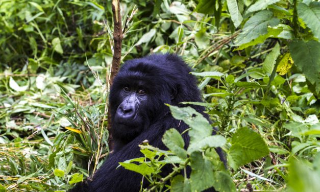 Three New Gorilla Families Habituated In Uganda