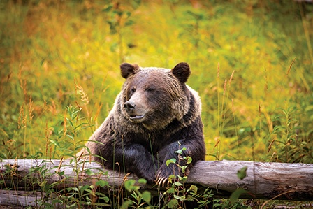 wild-grizzly-bear