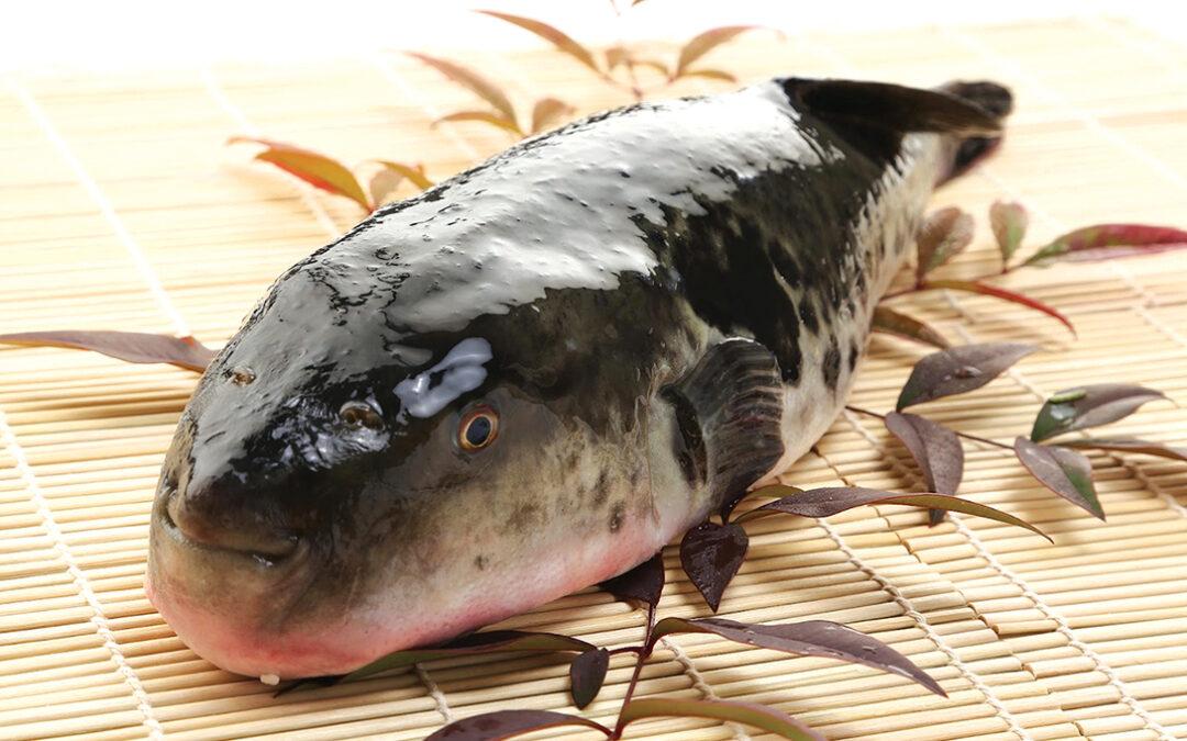 Puffer Fish in the Blowfish Capital of Japan