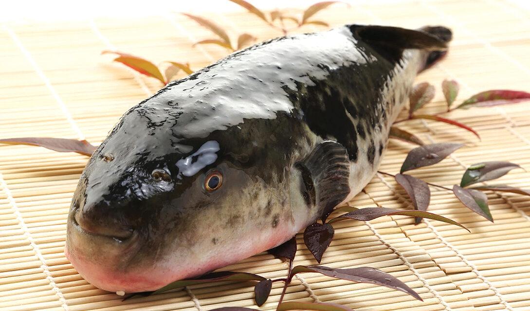 Puffer Fish in the Blowfish Capital of Japan