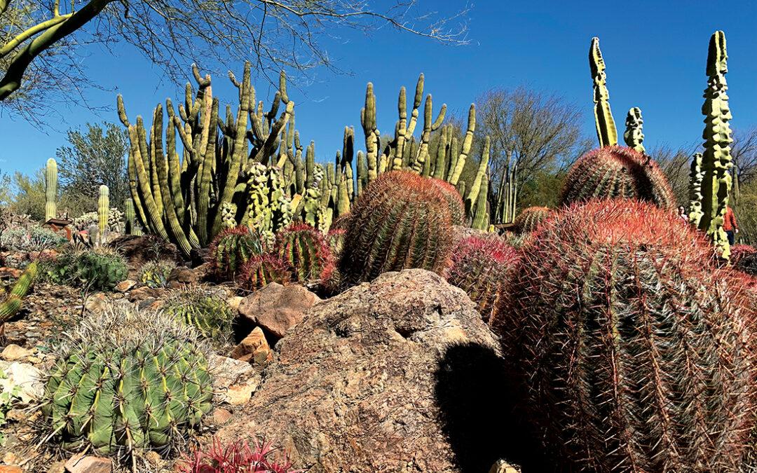 Saguaros, Sunshine and Sumptuous Gastronomy – Smitten with Tucson, Arizona