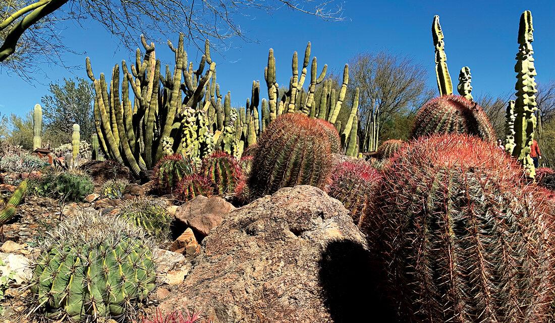 Saguaros, Sunshine and Sumptuous Gastronomy – Smitten with Tucson, Arizona