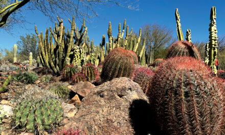 Saguaros, Sunshine and Sumptuous Gastronomy – Smitten with Tucson, Arizona
