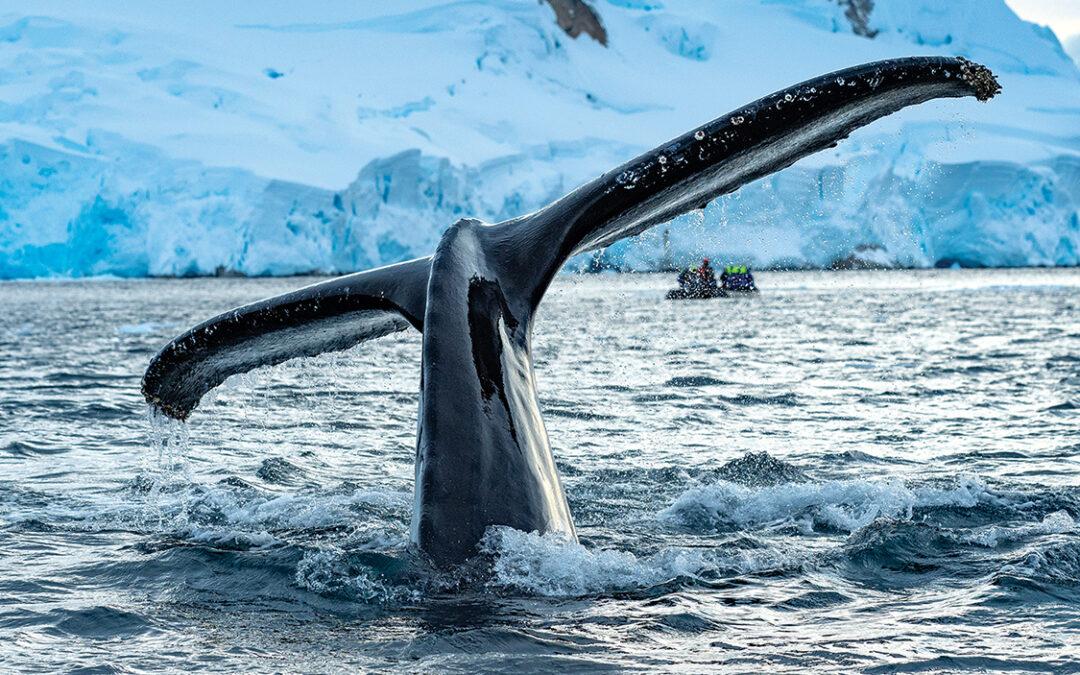 Wild Women Expeditions