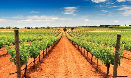Plan your trip to  Castilla-La Mancha based around its wines