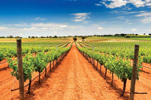 Plan your trip to  Castilla-La Mancha based around its wines
