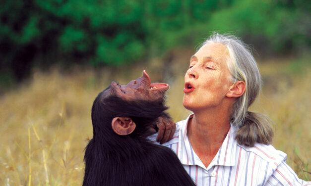 G Adventures expands ‘Jane Goodall Collection’ in honour of environmentalist’s 90th birthday