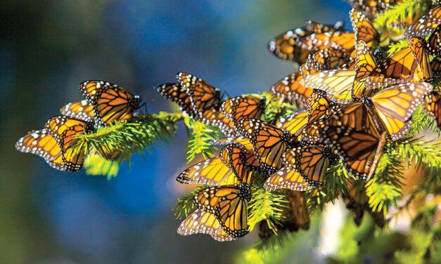 The Monarchs of Michoacan