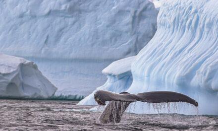 Exploring East Greenland Aboard Vikingfjord: A Journey with Secret Atlas