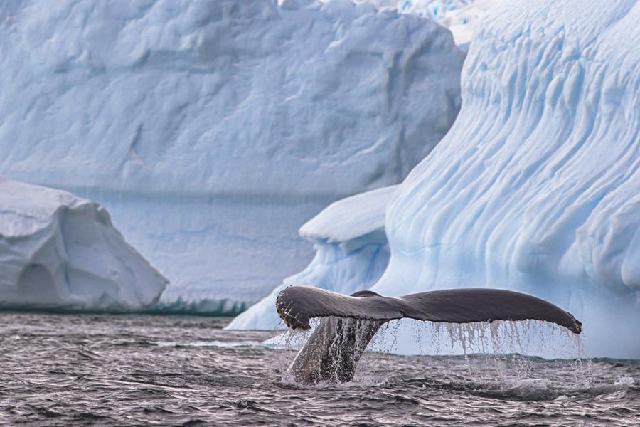 Exploring East Greenland Aboard Vikingfjord: A Journey with Secret Atlas