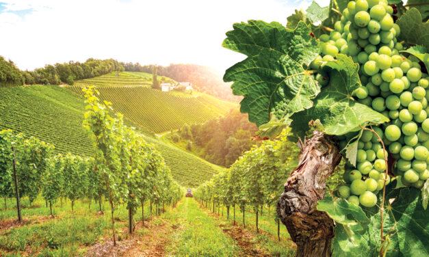 Baden Wine Route – a route of indulgence along Germany’s longest wine trail