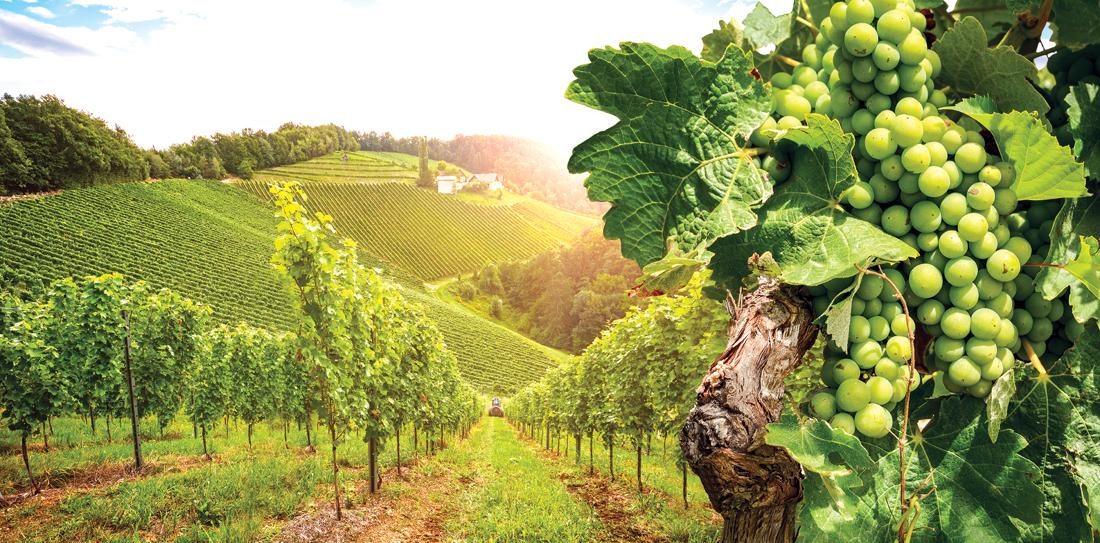 Baden Wine Route – a route of indulgence along Germany’s longest wine trail