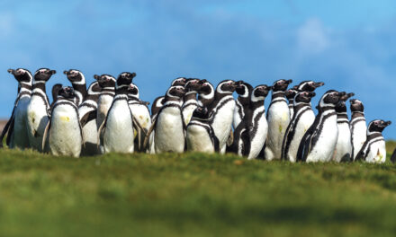 Exploring the Falkland Islands – A Journey to the Edge of the World