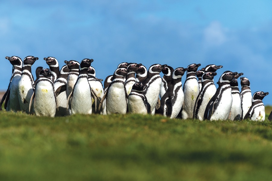 Exploring the Falkland Islands – A Journey to the Edge of the World