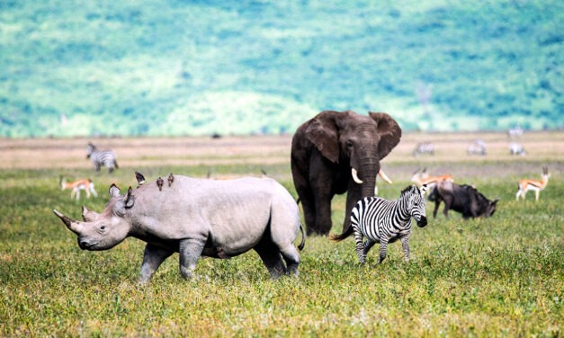 Lion World Travel Offers No Single Supplements on Select Journeys