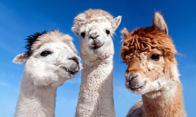 Escaping the city: Daytrips from Montreal