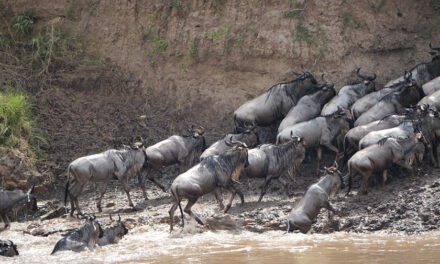 Safari Cruising for Animals