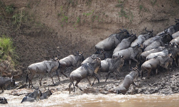 Safari Cruising for Animals