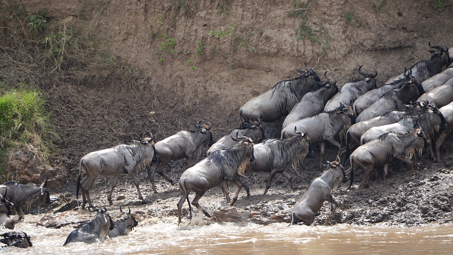 Safari Cruising for Animals