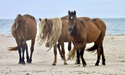 Meeting the wild horses of Sable Island