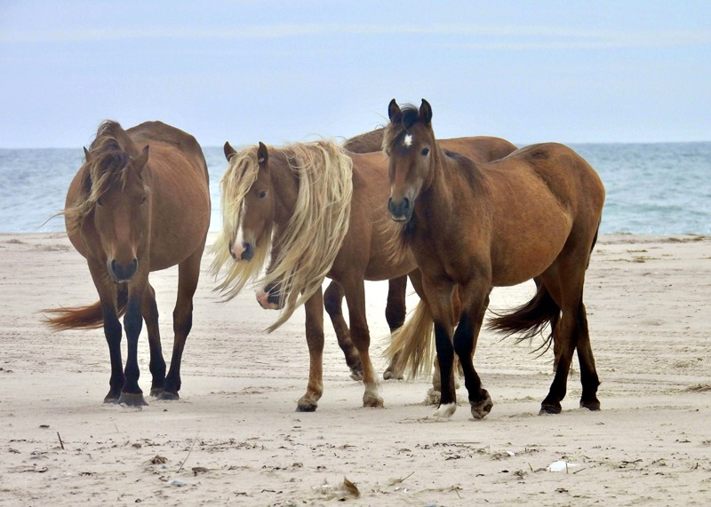 Meeting the wild horses of Sable Island