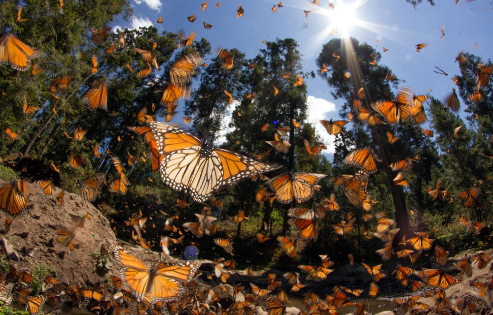 The Monarchs of Michoacan