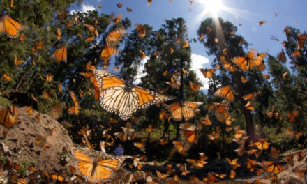 The Monarchs of Michoacan