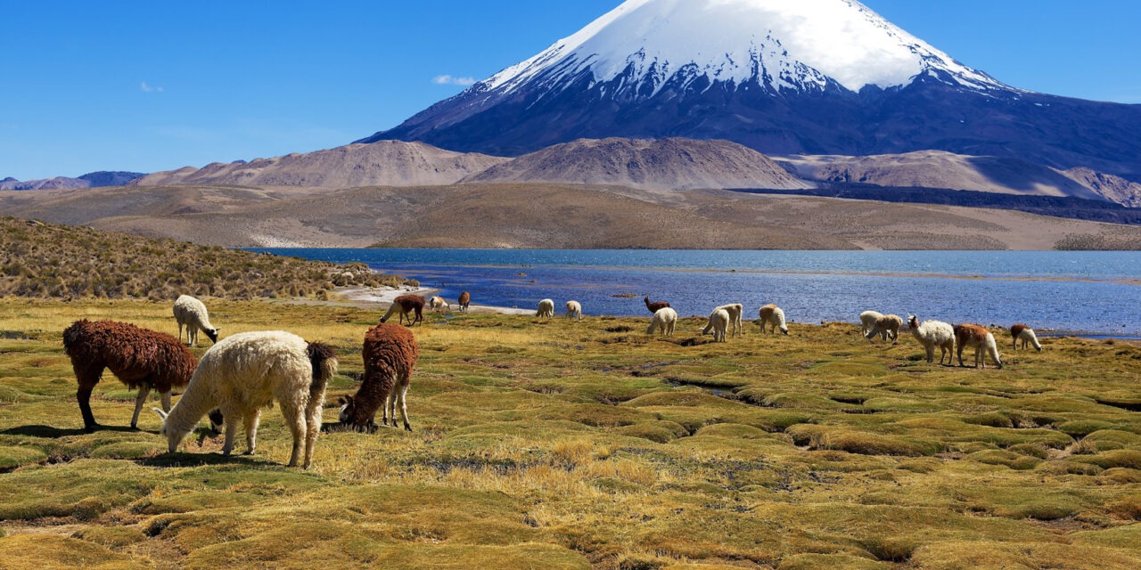 The Best of Chile