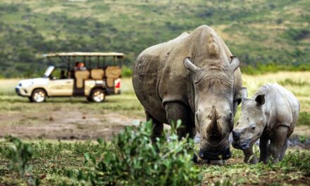 At Rhino Ridge Safari Lodge, Conservation Has a Human Story