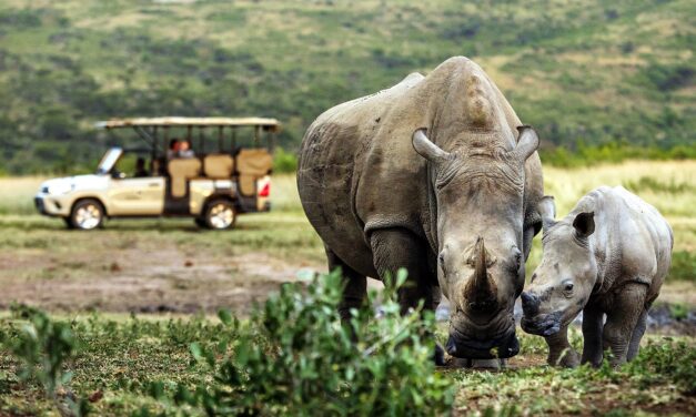 At Rhino Ridge Safari Lodge, Conservation Has a Human Story