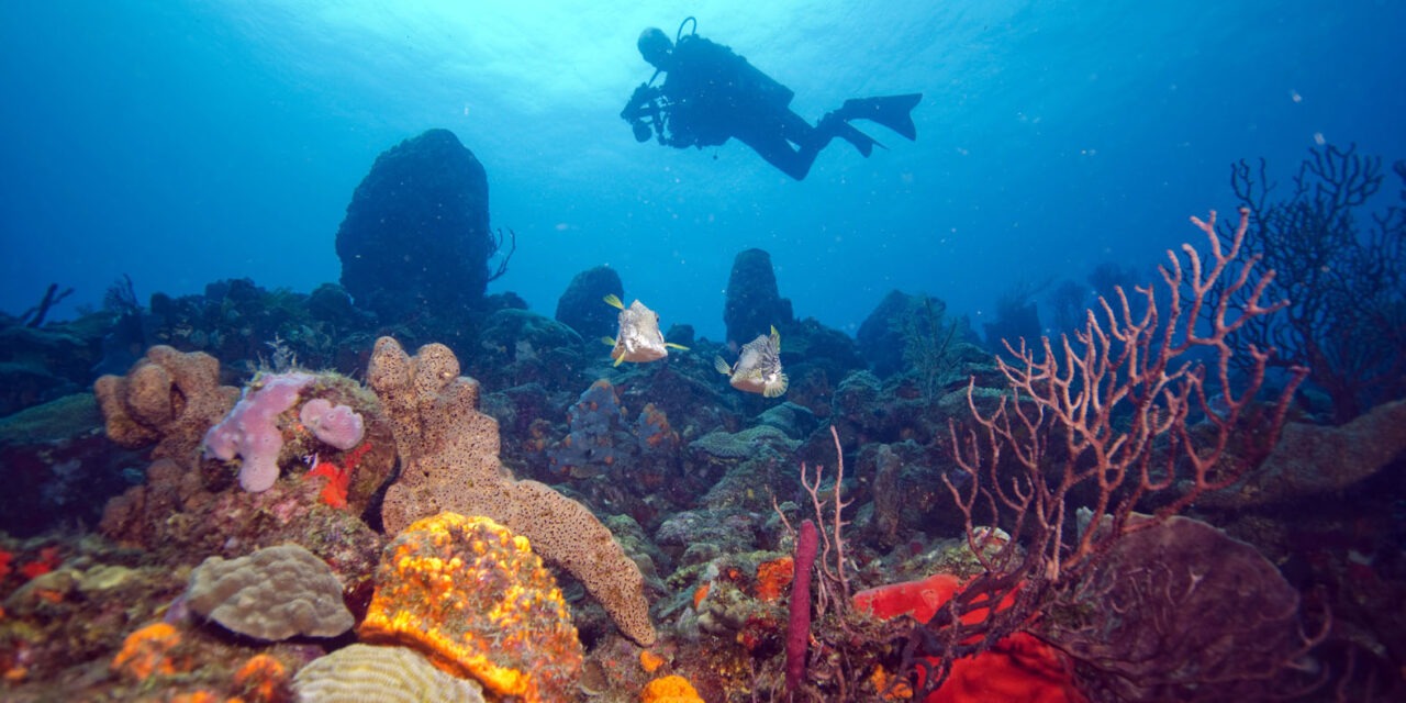 Dominica: Rediscovering the Joy of Scuba Diving on the Caribbean’s Nature Island