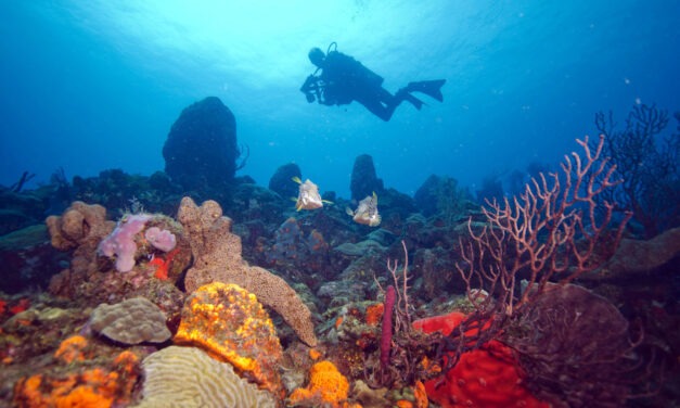 Dominica: Rediscovering the Joy of Scuba Diving on the Caribbean’s Nature Island